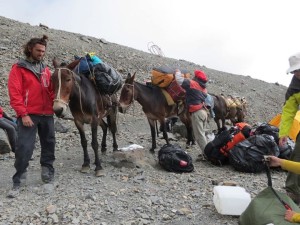 loading-up-the-mules