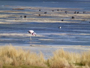flamincos-at-laguna-santa-rose