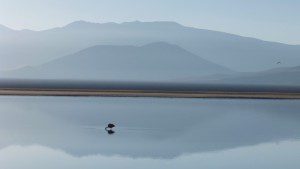 flamingo-at-laguna-santa-rosa