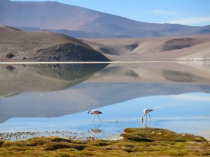 flamingos-at-laguna-santa-rosa