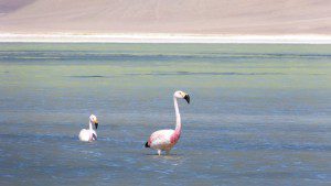 flamingos-at-laguna-santa-rosa
