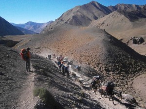 mules-on-the-way-to-bc