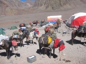 mulassendocarregadasemplazademulas4300m1
