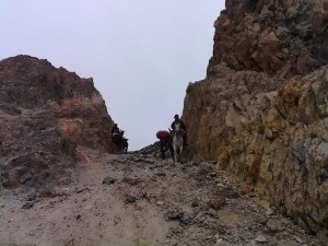 mules-on-the-portillo-argentino-highest-point-of-the-trek