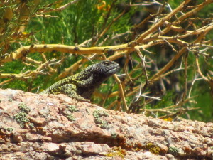 lizard-at-3000m