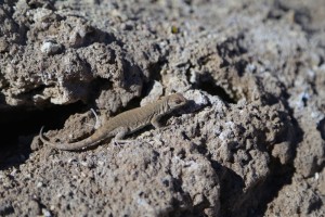 pequeno-lagarto-que-habita-grandes-altitudes-no-atacama--foto-de-emiliano-araujo