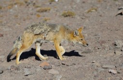 ojos-del-salado-expedition