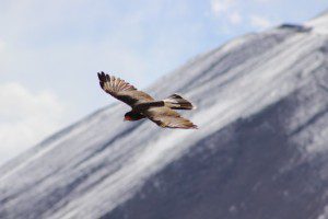 a-local-bird-called-matamico