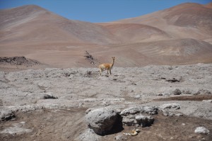 vicuna-at-refugio-laguna-santa-rosa